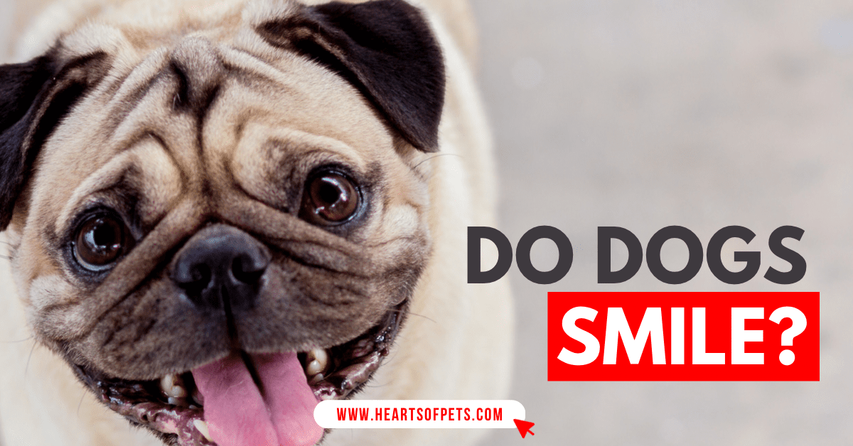Do Dogs Smile Or Laugh At You? We Have Your Answer 2022