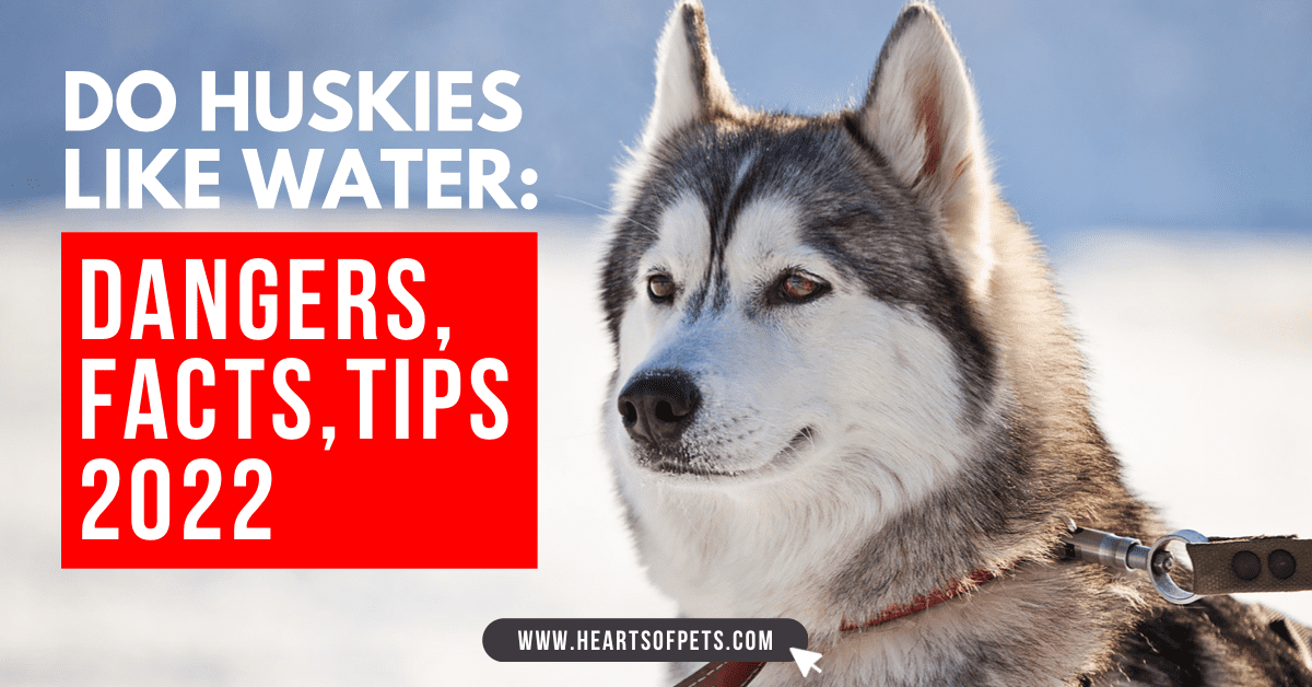 Do Huskies Like Water? Dangers, Facts, Tips 2024