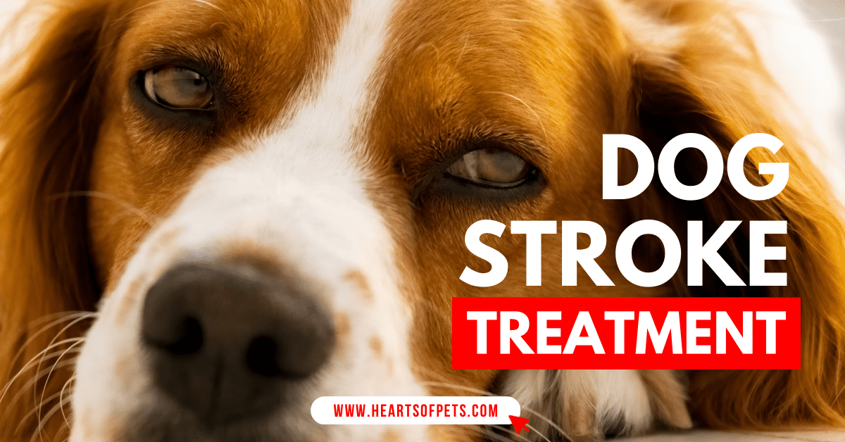 Dog Stroke Treatment: Steps For Prevention 2022