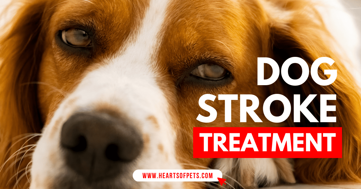 Dog stroke treatment