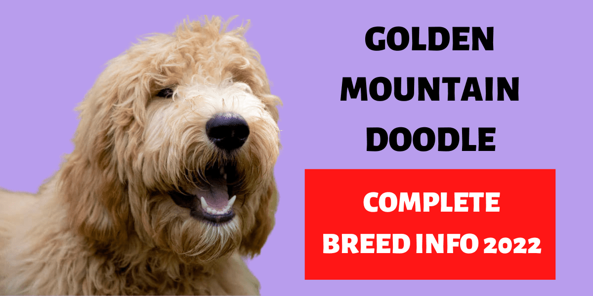 Golden Mountain Doodle: Complete Breed Info 2024