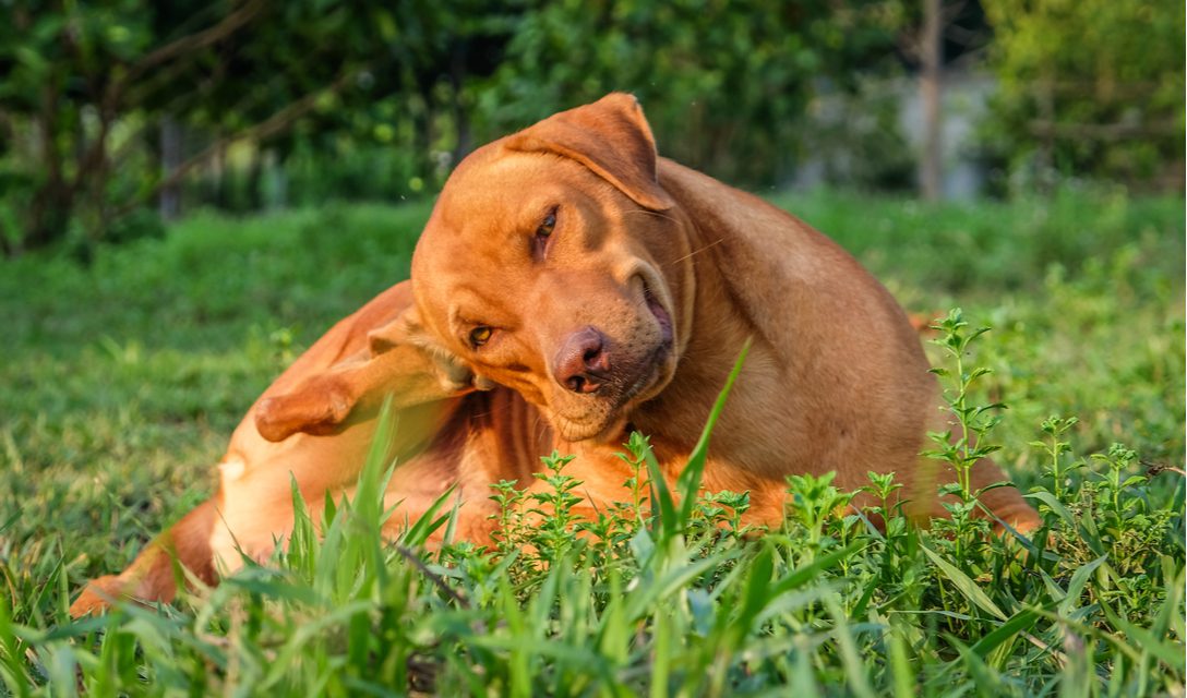 Grass Allergy in Dogs