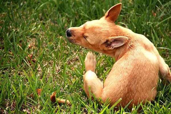 Grass Allergy in Dogs