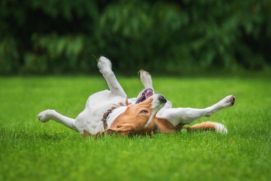 Grass Allergy in Dogs