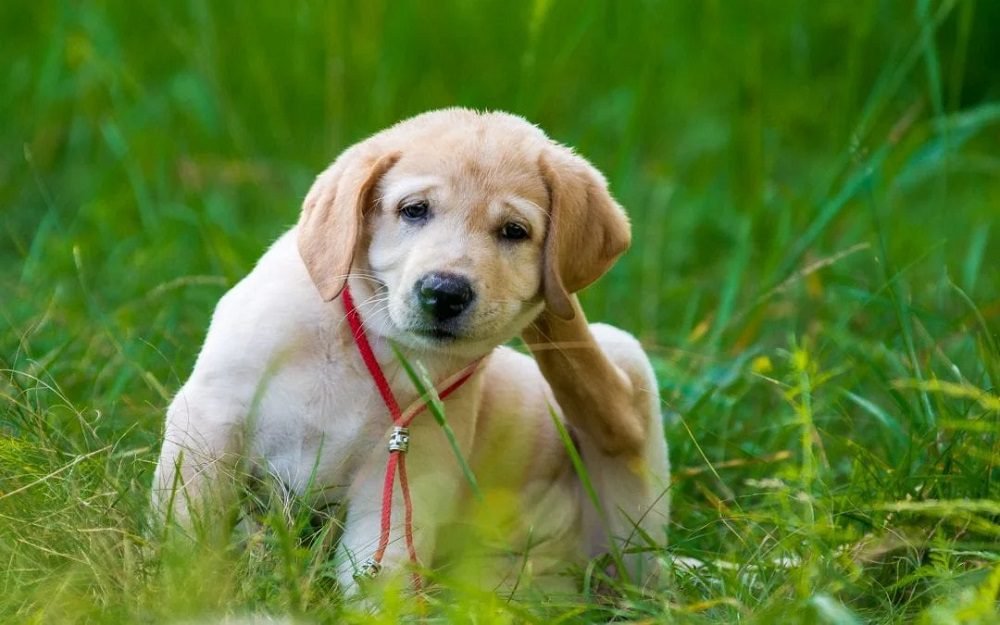 Grass Allergy in Dogs