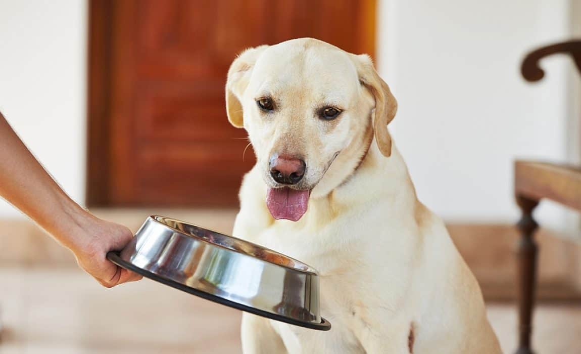 How long can a dog go without eating How Long Can a Dog Go Without Eating? Advice 2024