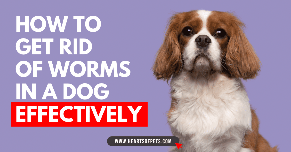 How To Get Rid of Worms in a Dog Effectively 2024