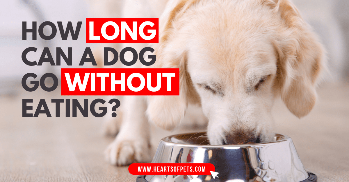 How long can a dog go without eating