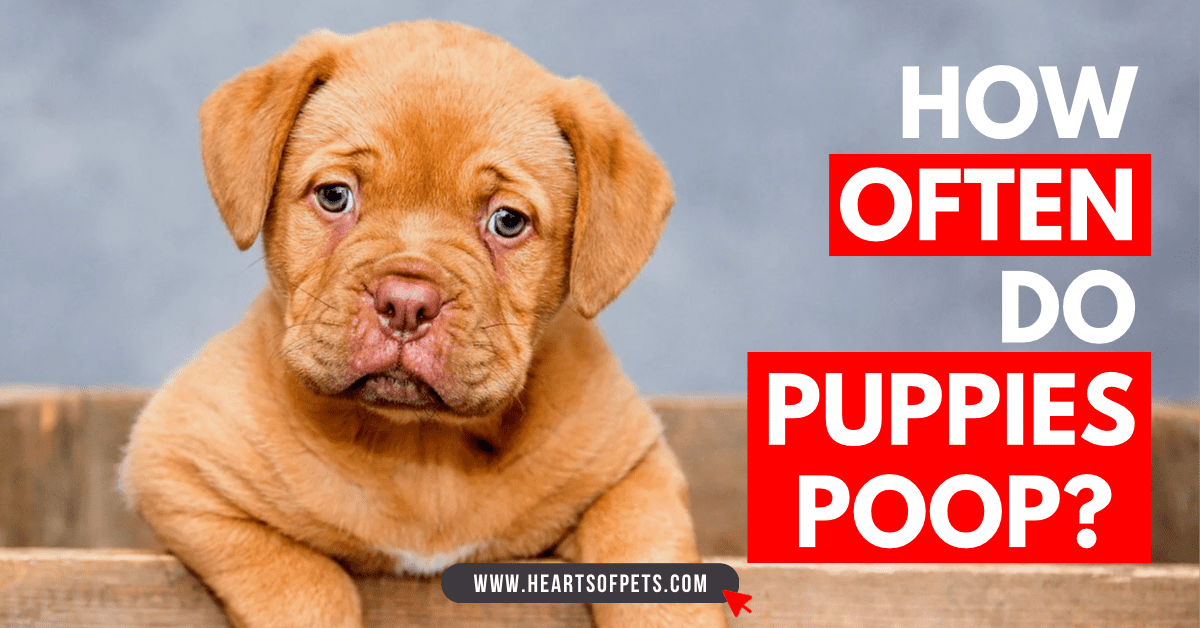 How often do puppies poop