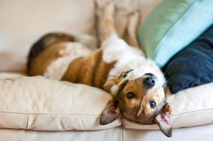 How to get dog smell out of couch