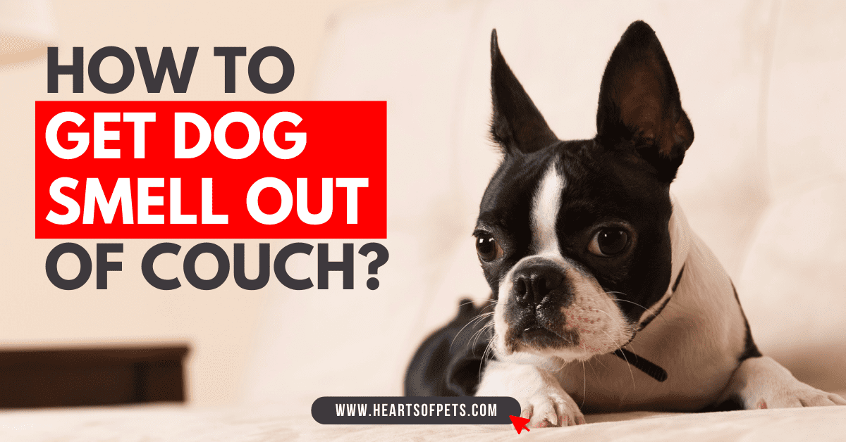How To Get Dog Smell Out Of Couch – Best Tips 2022