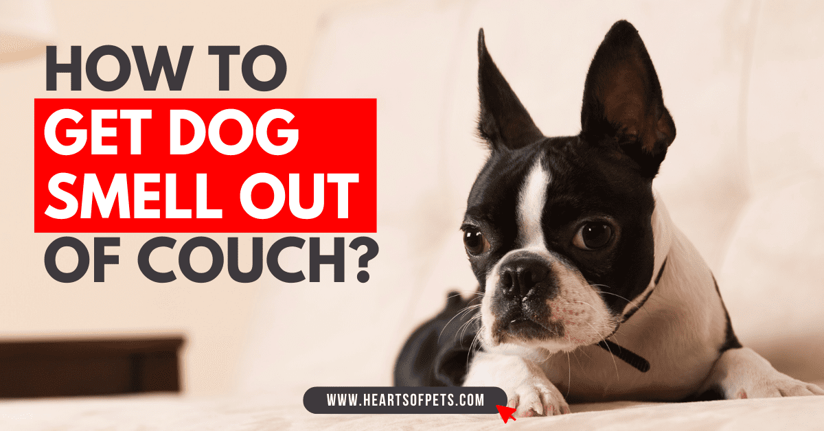 How to get dog smell out of couch