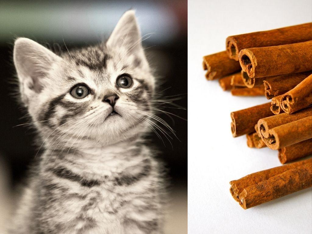 Is Cinnamon Bad For Cats