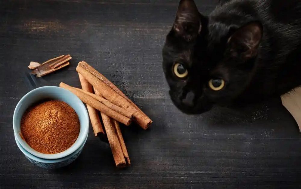 Is Cinnamon Bad For Cats