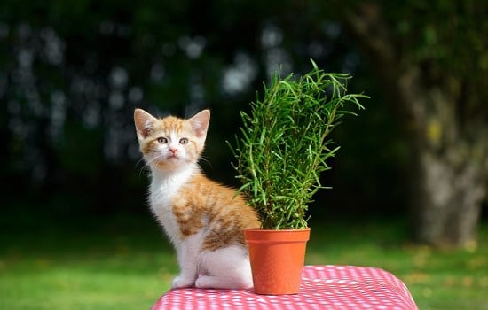 Is Rosemary Safe For Cats
