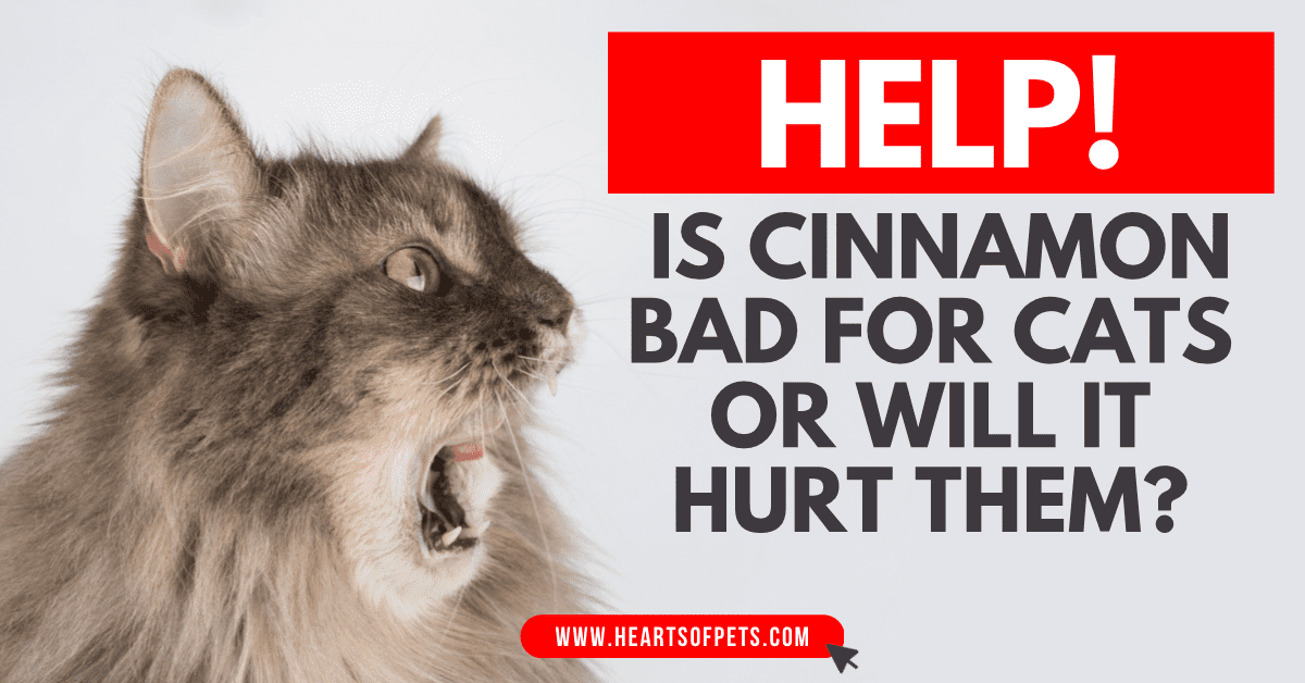 Help! Is Cinnamon Bad For Cats Or Will It Hurt Them? 2024