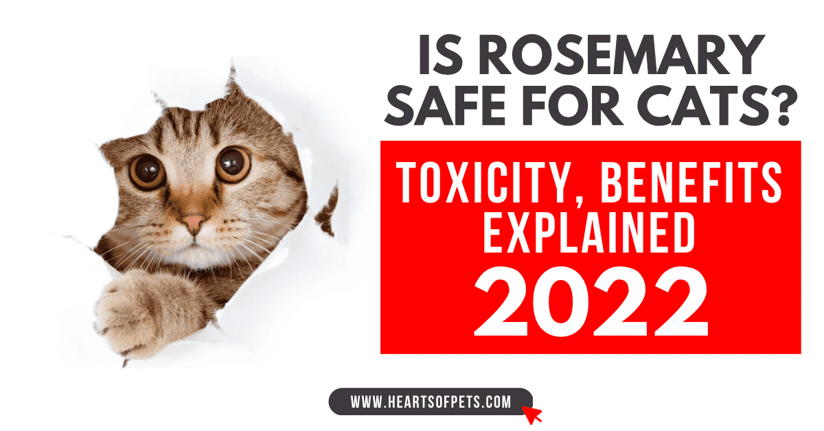 Is Rosemary Safe For Cats? Toxicity, Benefits Explained 2022