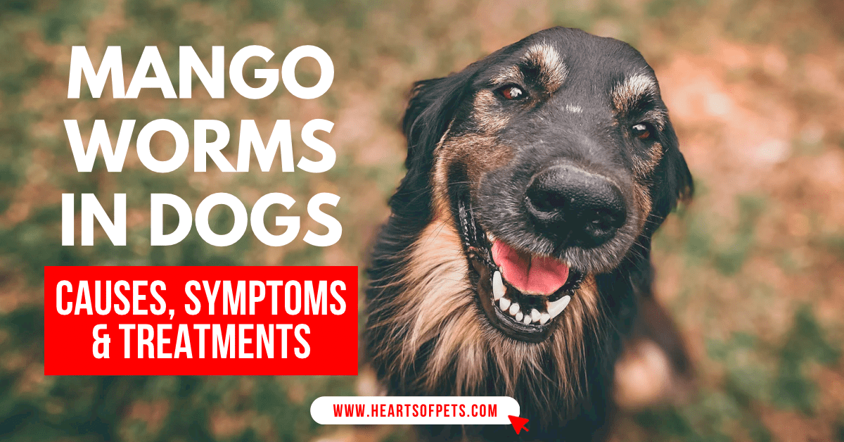 Mangoworms in dogs