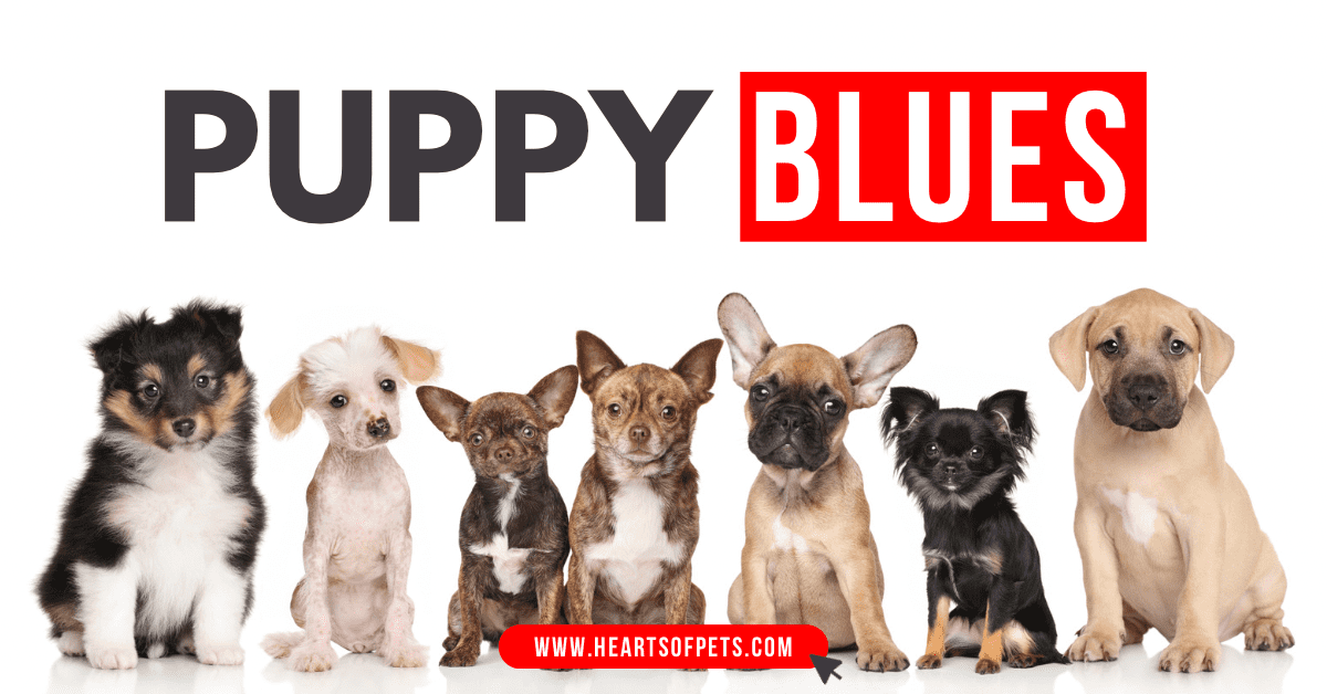 Puppy Blues: Take These Steps To Get Over It Quickly 2024