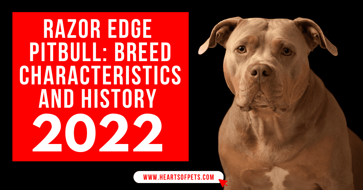 Razor Edge Pitbull – Breed Characteristics And History 2022