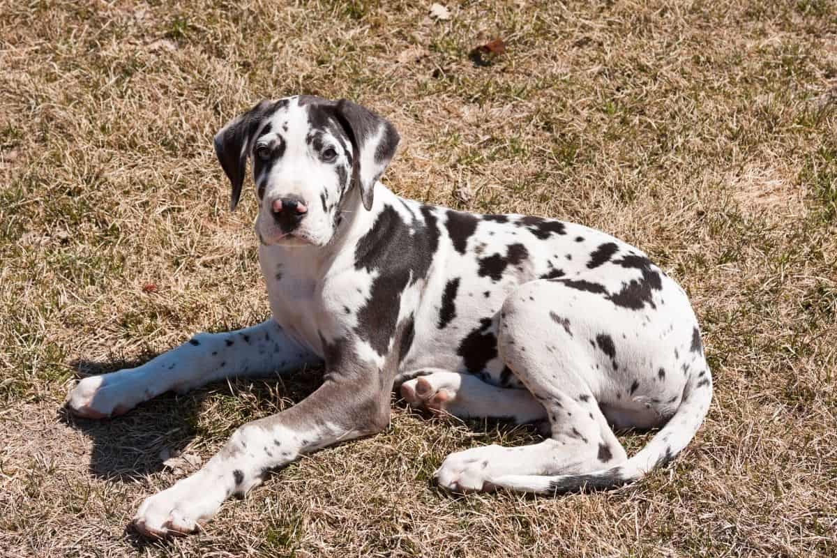 Spotted Great Dane