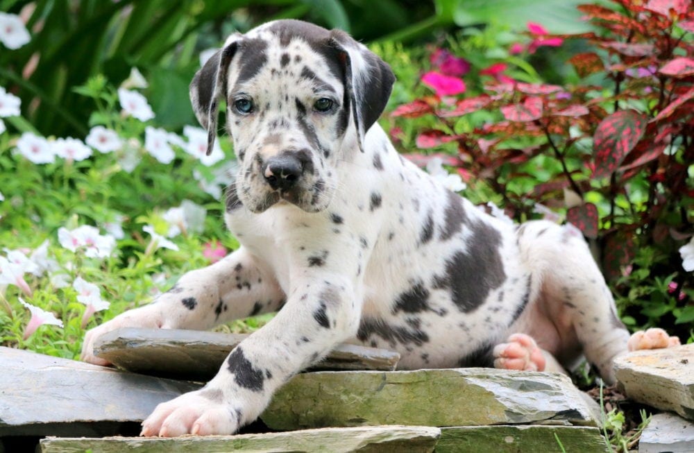 Spotted Great Dane