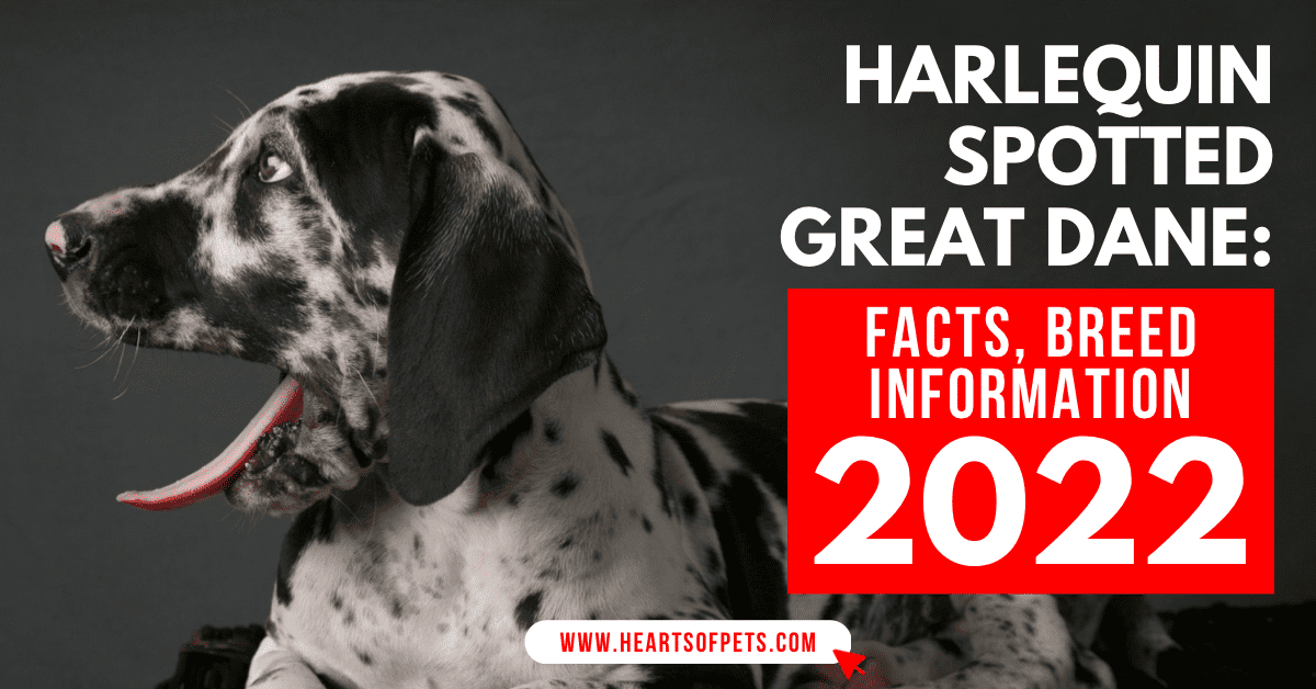 Harlequin Spotted Great Dane: Facts, Breed Information 2022