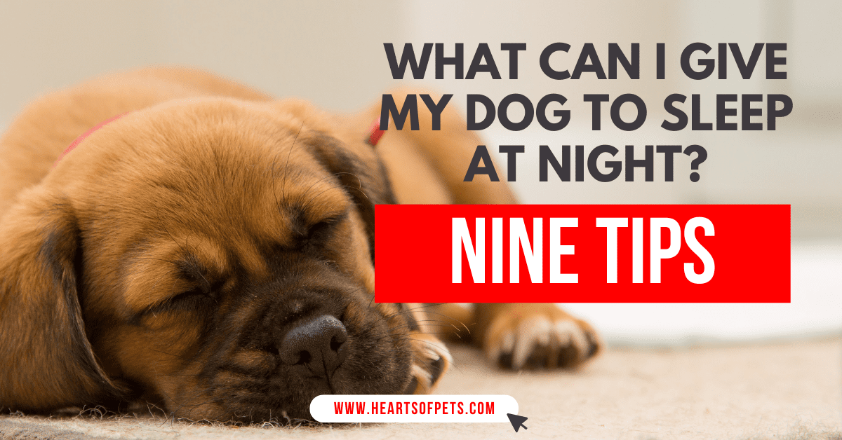 What Can I Give My Dog To Sleep At Night? 9 Tips (2022)