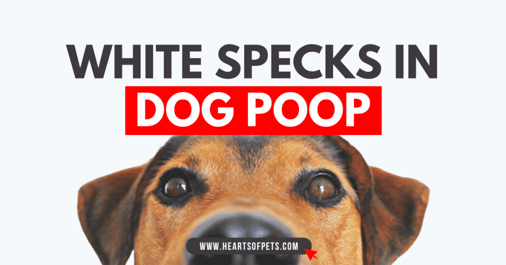 Stop Stressing About White Specks In Dog Poop Facts 2022