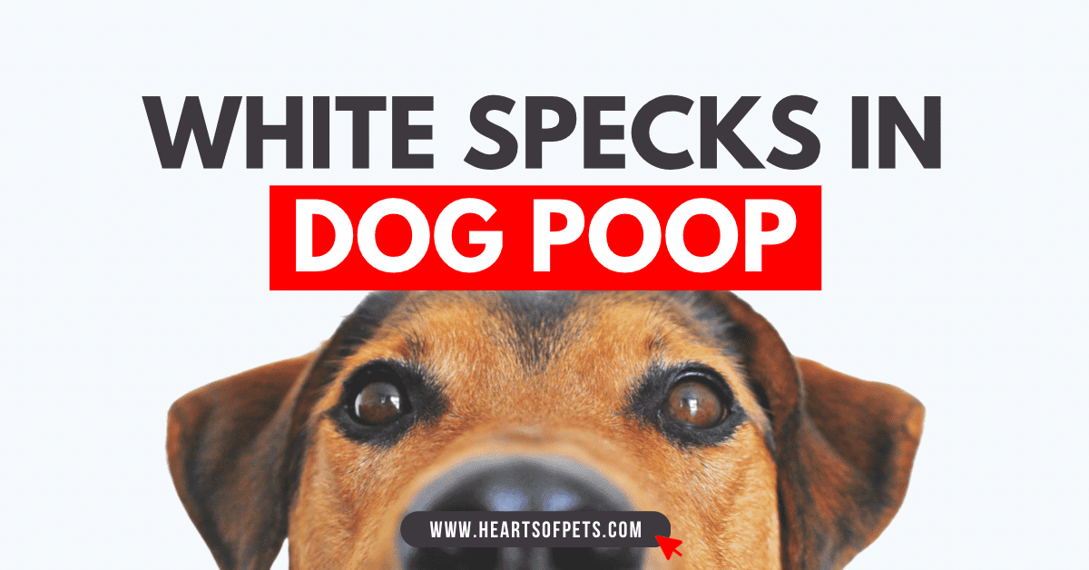 Stop Stressing About White Specks In Dog Poop- Facts 2024