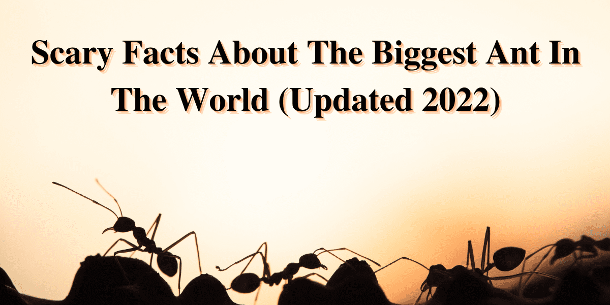 Scary Facts About The Biggest Ant In The World 2024
