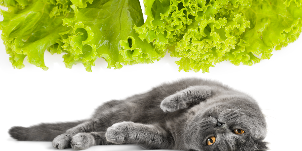 can cats eat lettuce