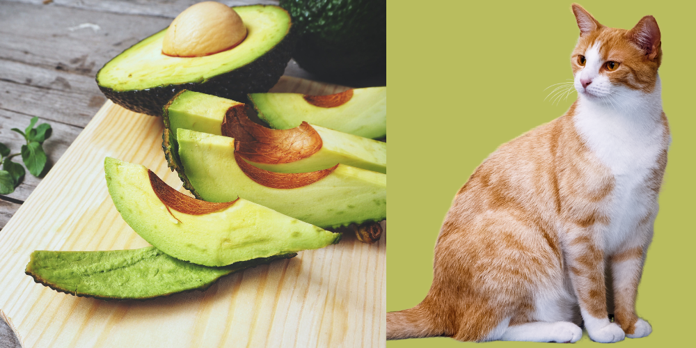 can cats have avocado
