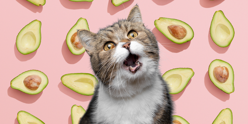 can cats have avocado
