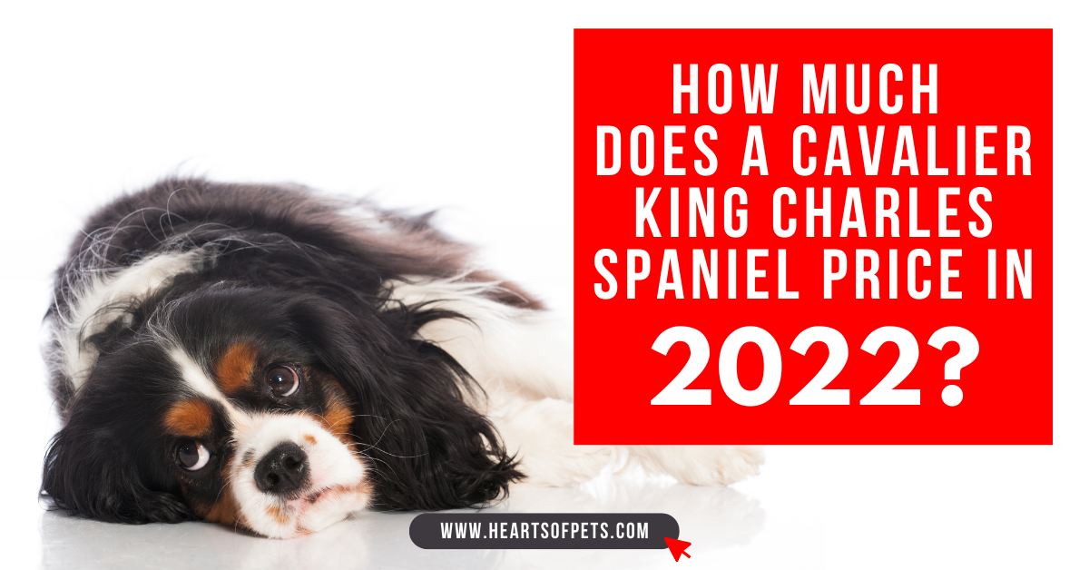 What Is The Cavalier King Charles Spaniel Price in 2022?