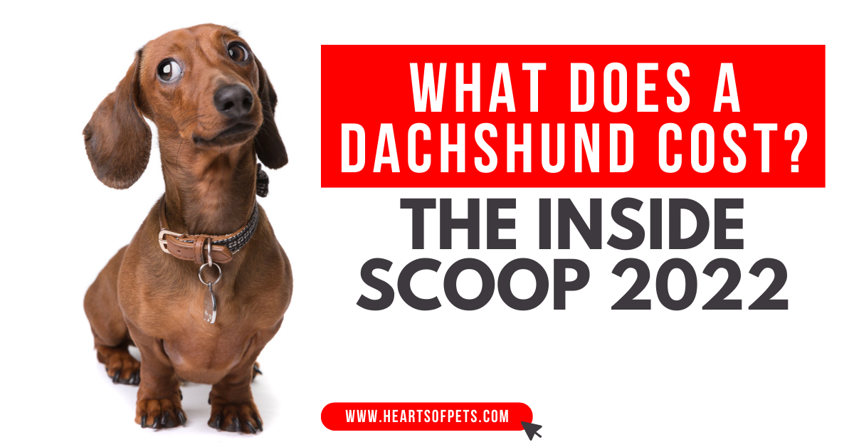 What Does A Dachshund Cost? Complete Breakdown 2022
