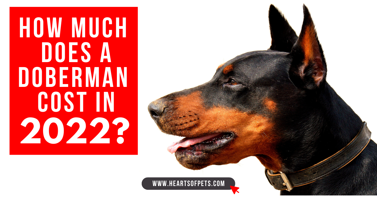 How Much Does a Doberman Cost? Expenses 2022