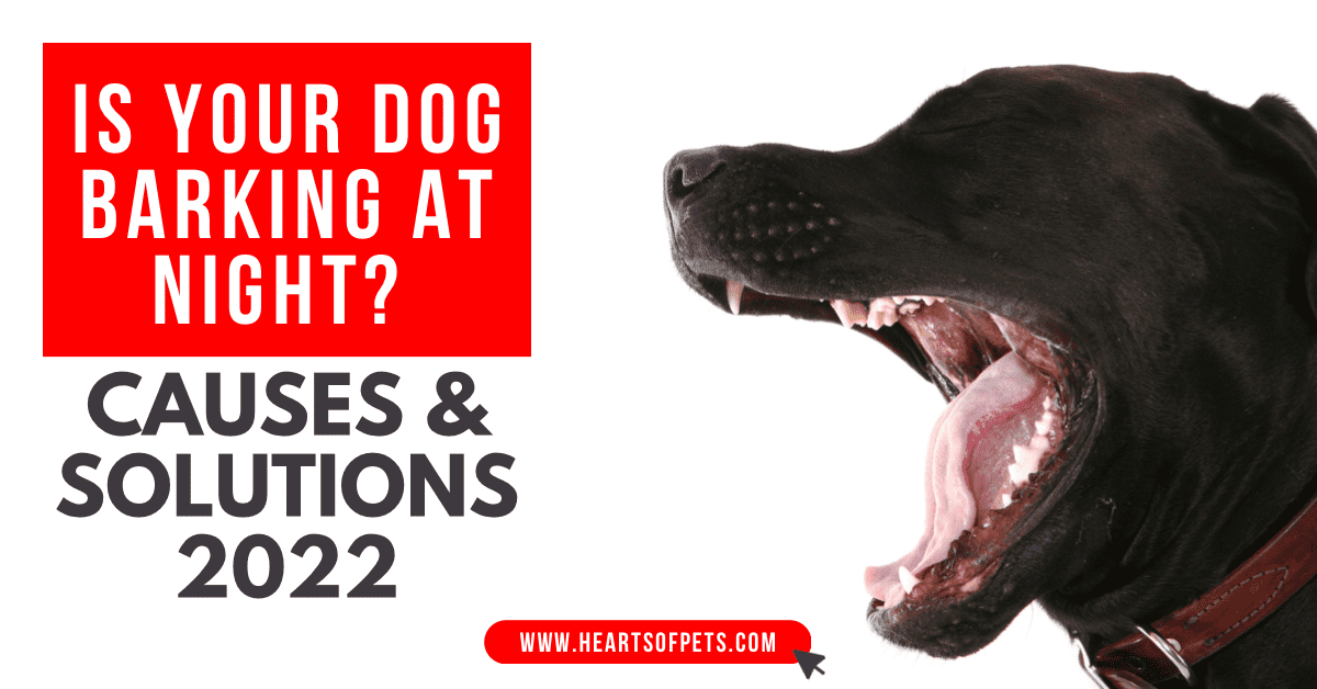Is Your Dog barking at night? Causes And Solutions 2022