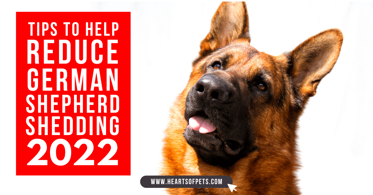 Tips To Help Reduce German Shepherd Shedding 2024