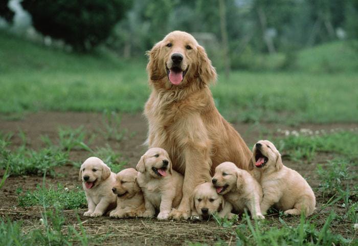 how old can a dog have puppies