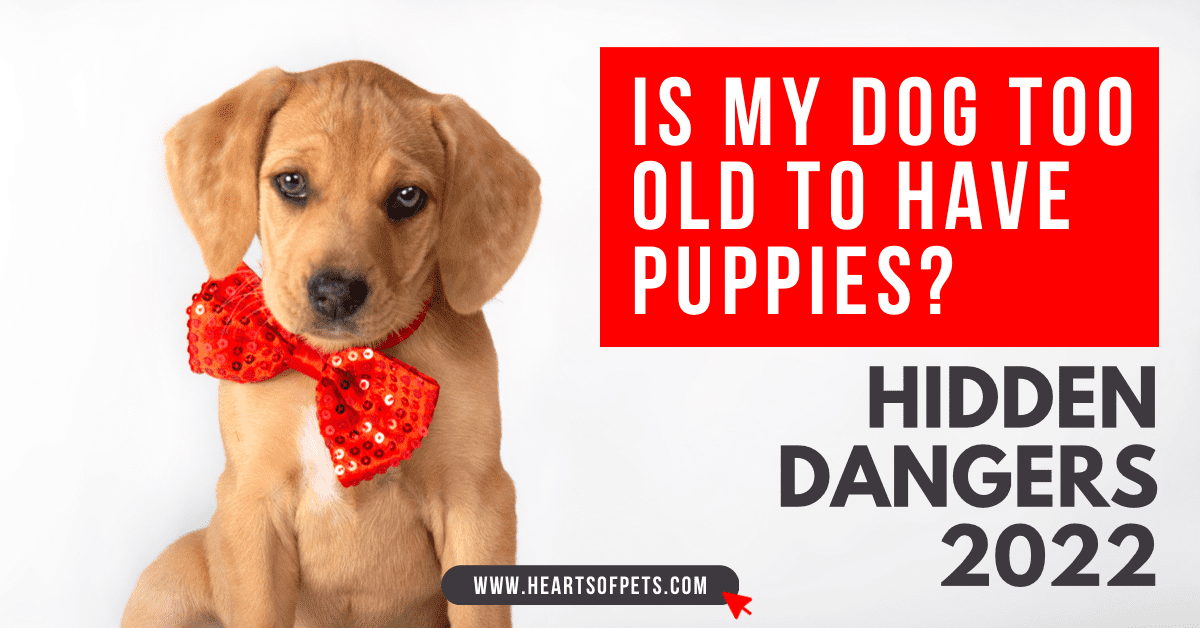 Is My Dog Too Old To Have Puppies? Hidden Dangers 2022