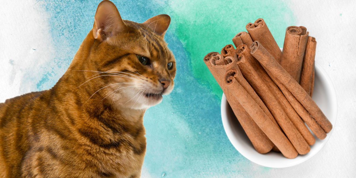 is cinnamon bad for cats Help! Is Cinnamon Bad For Cats Or Will It Hurt Them? 2024