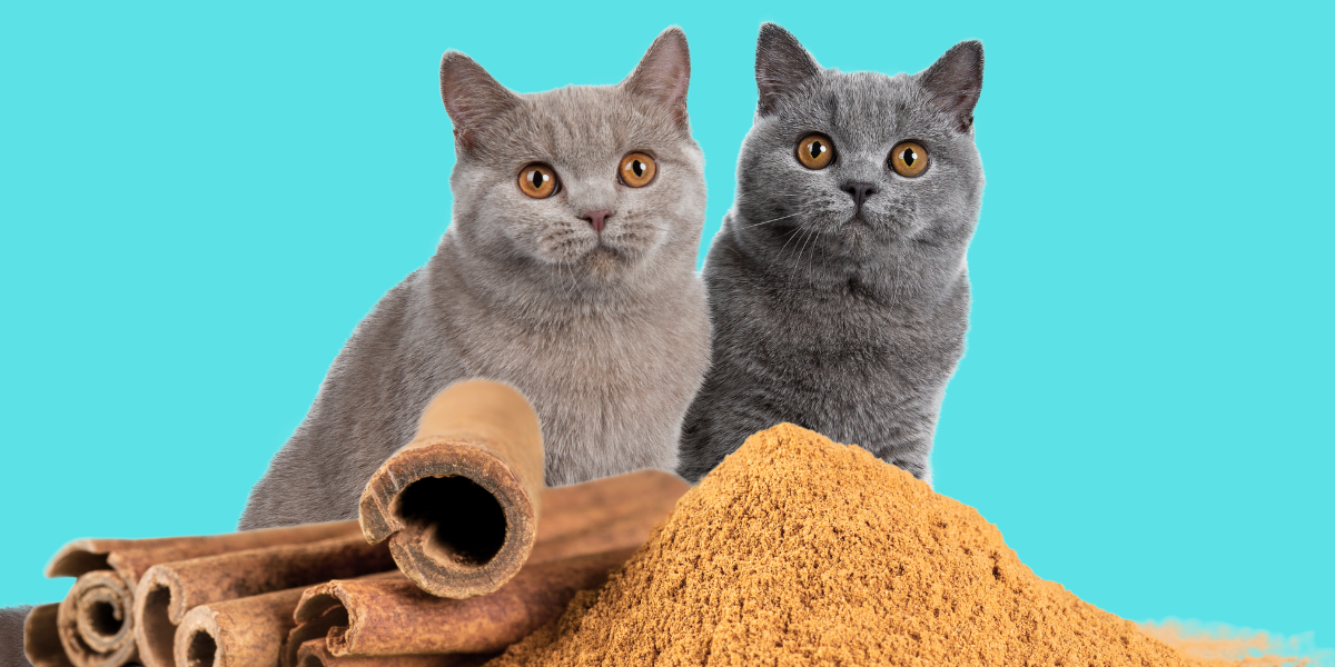 is cinnamon bad for cats