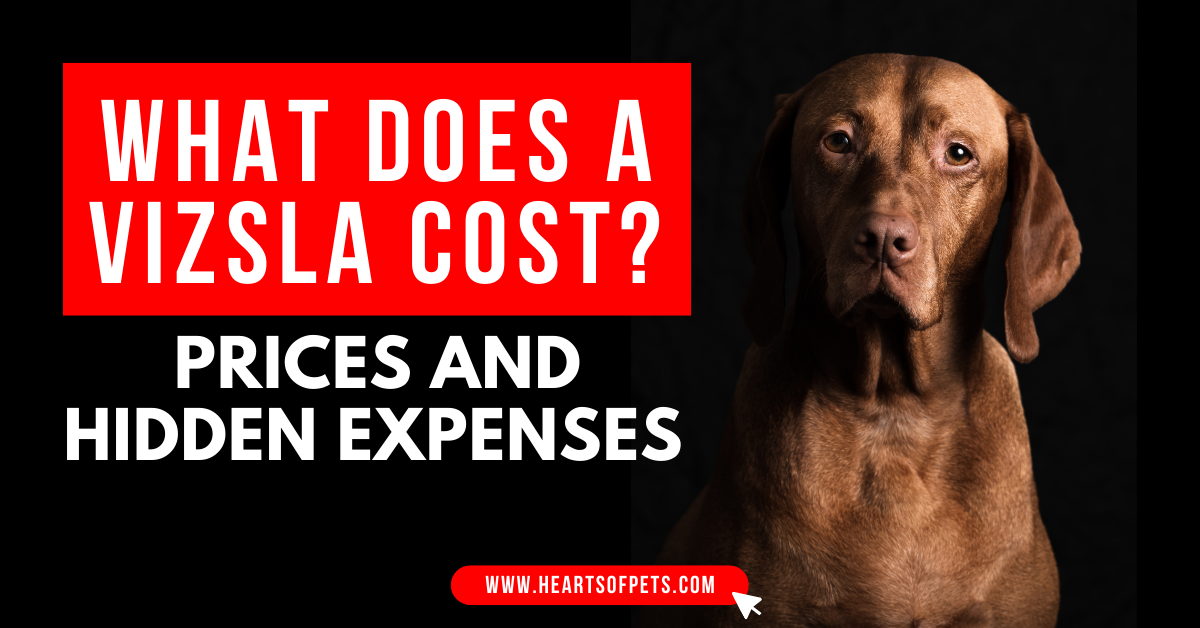 What does a Vizsla cost? Vizsla Price and Hidden Expenses In 2024