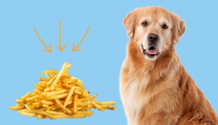 Can Dogs Eat French Fries