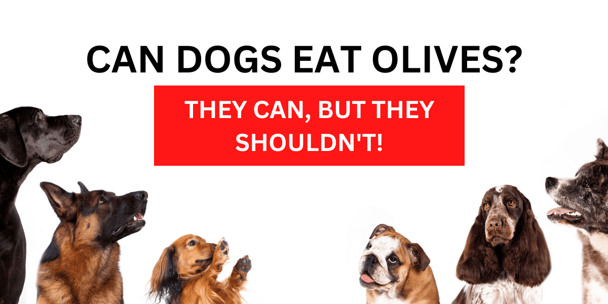 Can Dogs Eat Olives? They Can, But They Shouldn’t 2024