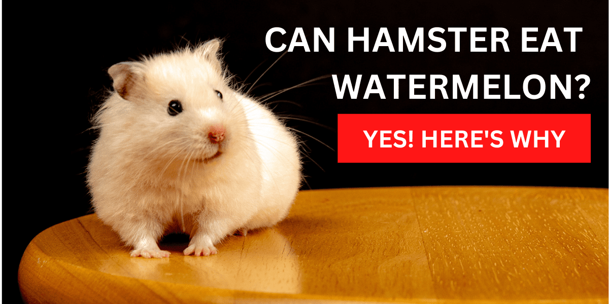 Can Hamsters Eat Watermelon? Yes, Here’s Why 2022
