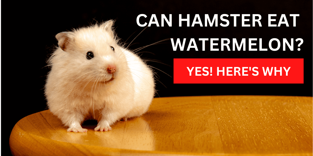 Can Hamsters Eat Watermelon? Yes, Here’s Why 2024