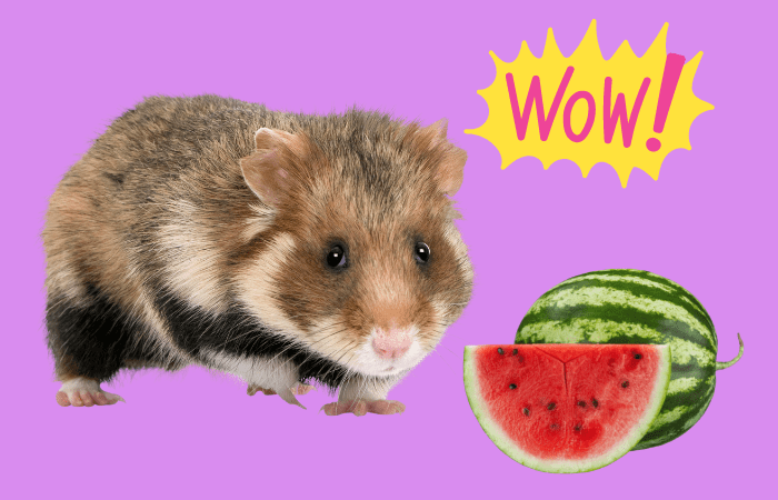 Can hamsters eat watermelon