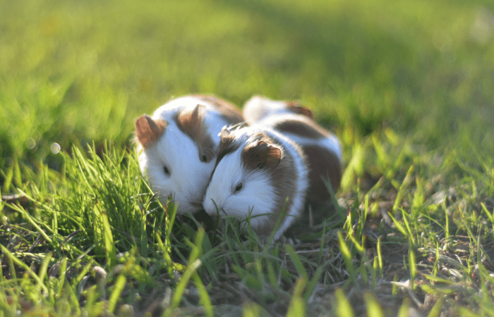 Can hamsters eat watermelon